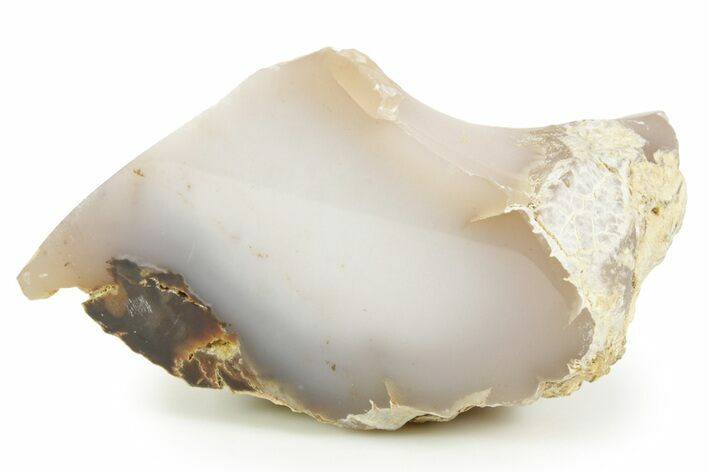 Polished Agate Replaced Petrified Wood Limb Cast - Nevada #371208